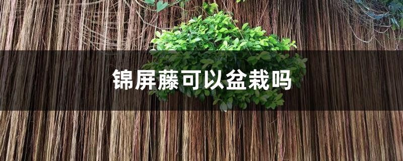 Can Jinping Vine be potted?