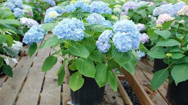 Endless Summer Hydrangea Care Methods and Precautions