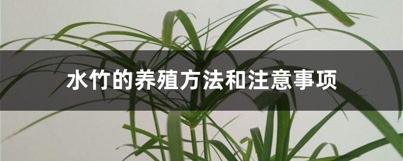 Water Bamboo Breeding Methods and Precautions