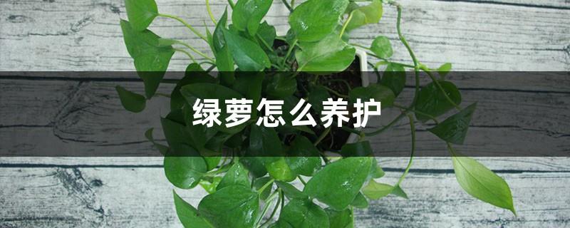 How to care for pothos