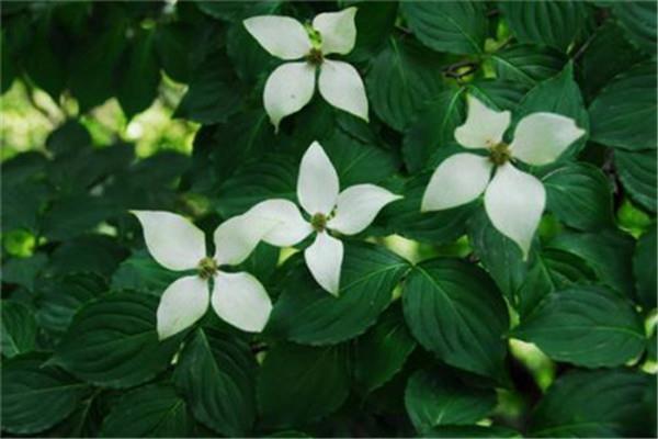 The flowering period of Sizhaohua