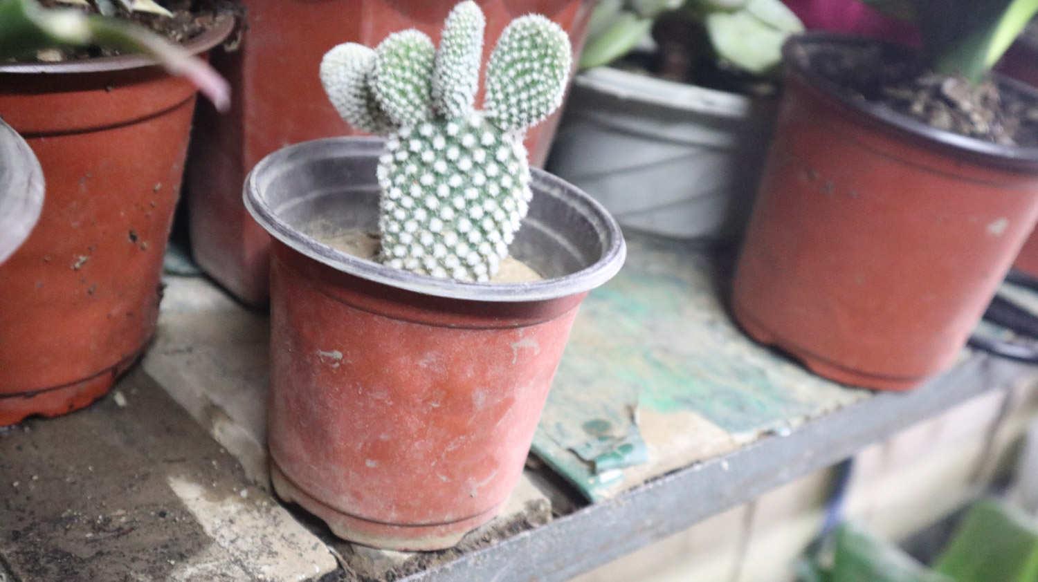 Cactus