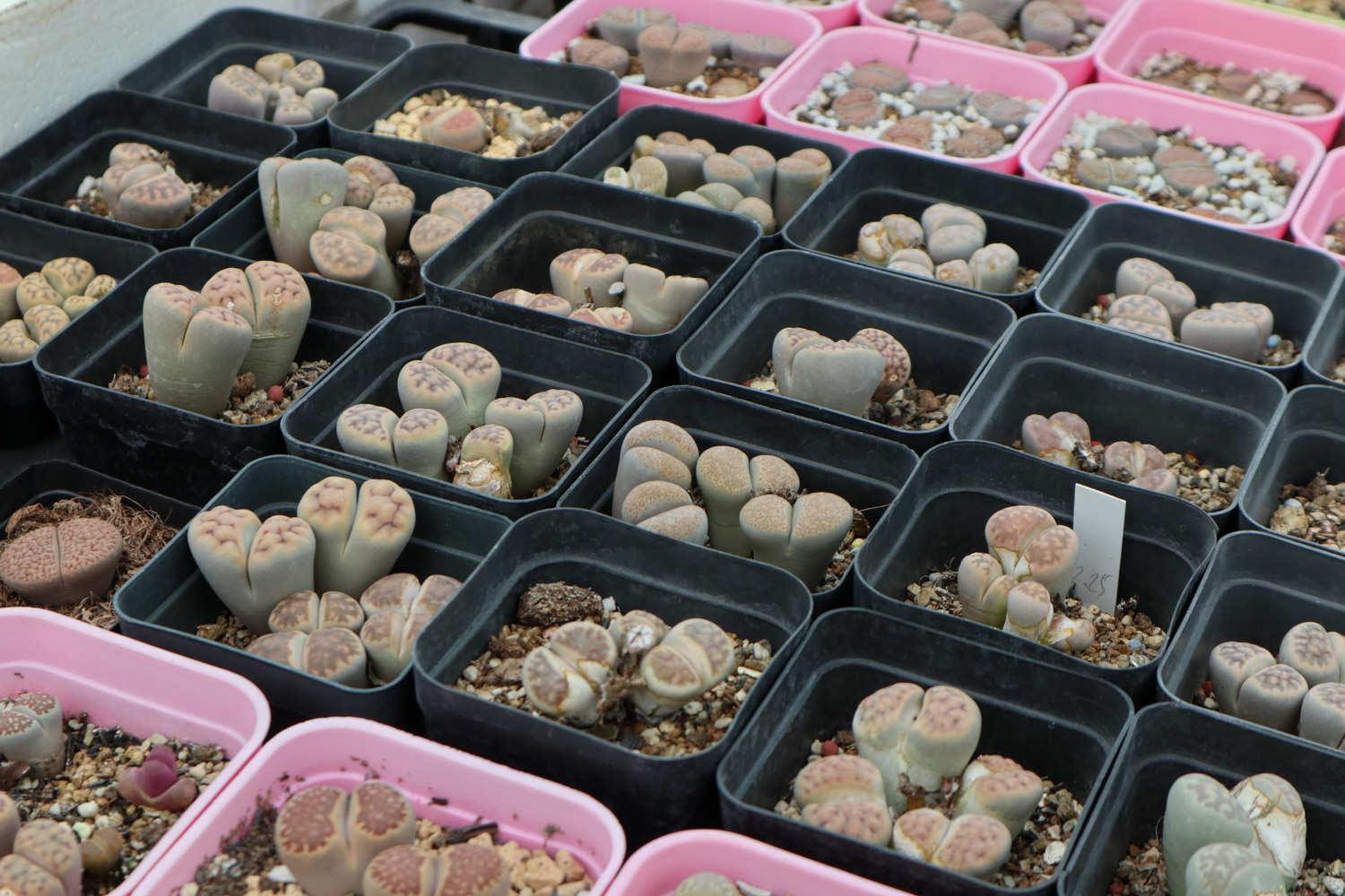 Lithops