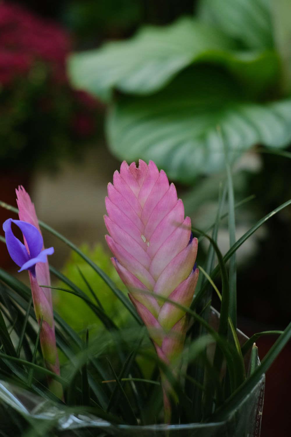 Tillandsia