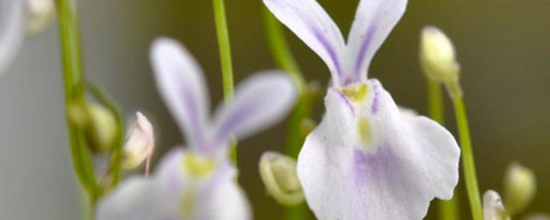 How to raise the little white rabbit Utricularia