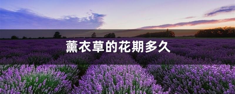 How long is the flowering period of lavender