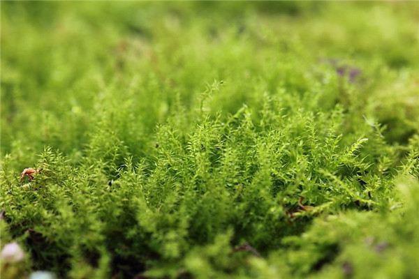 A complete list of common varieties of pot-protecting grass!