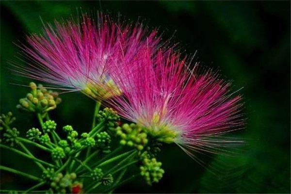 How to differentiate between Albizia julibrissin and hibiscus flowers?