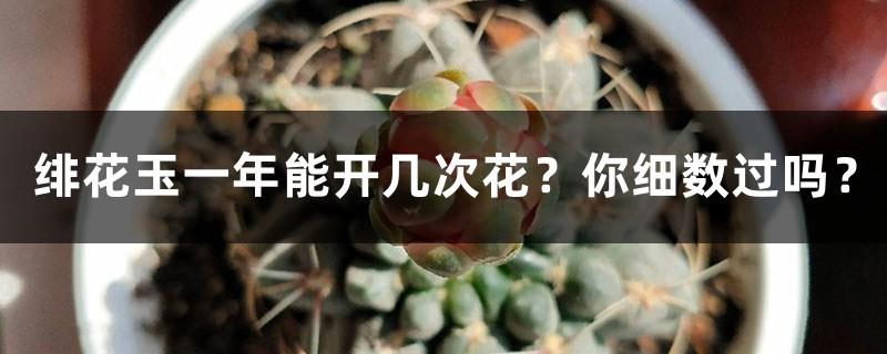 How many times can Feihua Jade bloom in a year? Have you counted it?