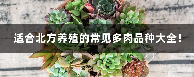 A complete list of common succulent varieties suitable for northern farming!