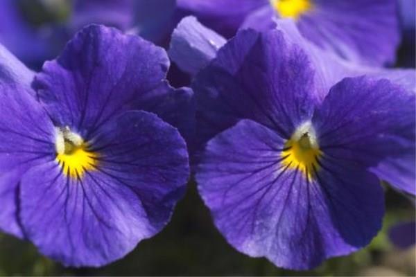 Ranking of flowers that are easy to grow and have a long flowering period