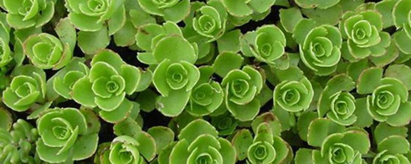 The maintenance method of golden leaf sedum