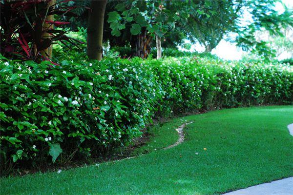 Ten common varieties of hedge plants