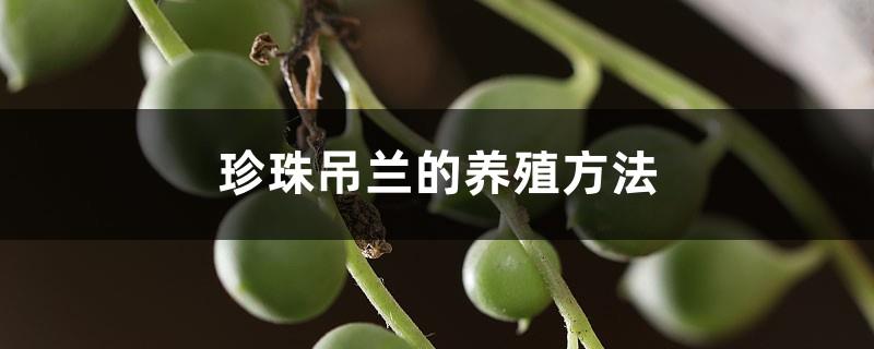 Cultivation method of pearl spider plant