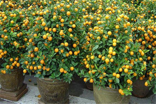 Cultivation method of potted citrus