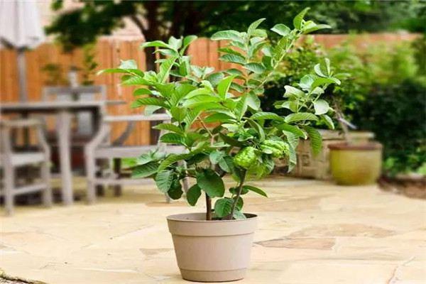 How to care for potted guava