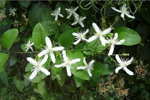 Plant Culture of Clematis