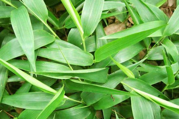 The legend of light bamboo leaves