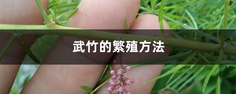 The propagation method of Wu bamboo