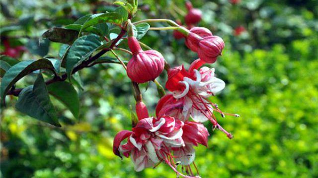 How to breed lantern flowers