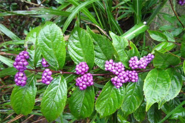 The difference between purple grass and purple pearl leaves