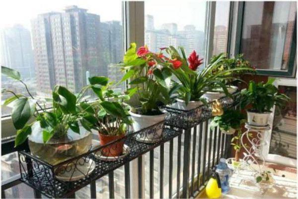 Several balcony potted vegetables suitable for home planting