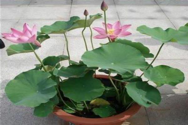 The difference between pot lotus and bowl lotus