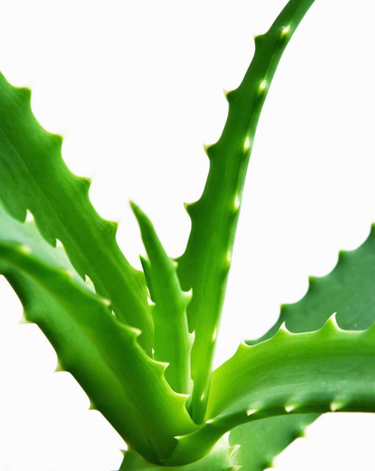 Aloe