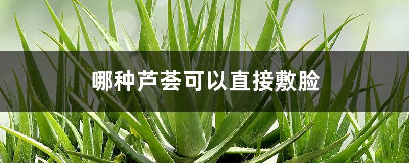 Which type of aloe vera can be applied directly to the face