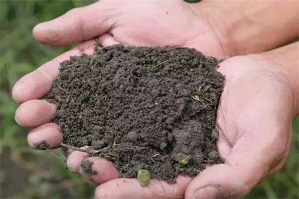 Methods for Disinfection of Soil for Home Gardening