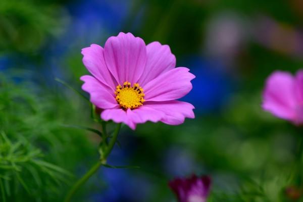 What to do if there are bugs in the flower pot in summer