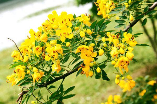 How to care for potted Sophora japonica and Cassia