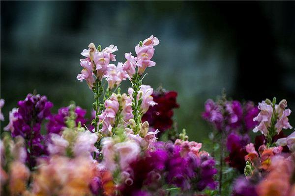 When to water flowers in winter