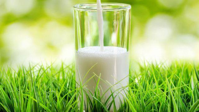 The Harm of Watering Flowers with Milk