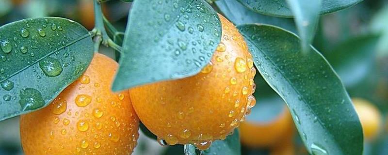 How to grow flowers with orange peels