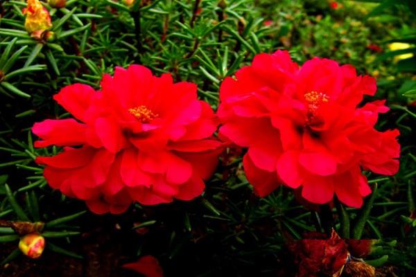 Common cultivars of purslane