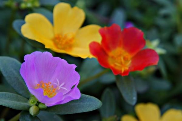 Cultivation methods of Purslane grandiflora