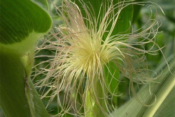 A few sweet potato leaves, 1 handful of corn silk, boil in a pot, healthy and healthy!