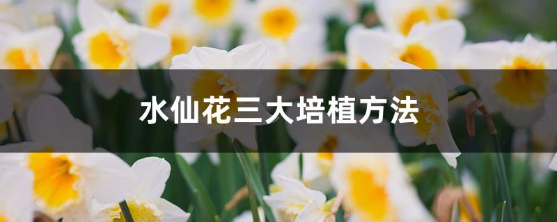 Three major cultivation methods of narcissus