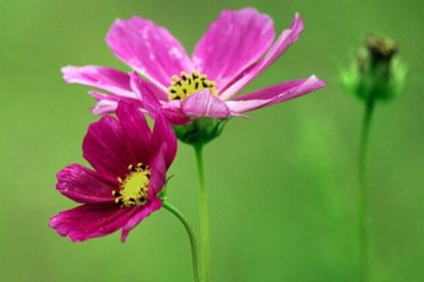 The flowers of these plants have the smell of chocolate