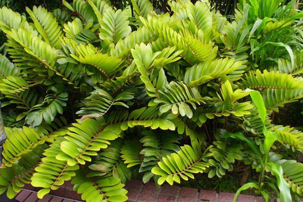 What kind of potting soil is used for the beautiful leaf banana