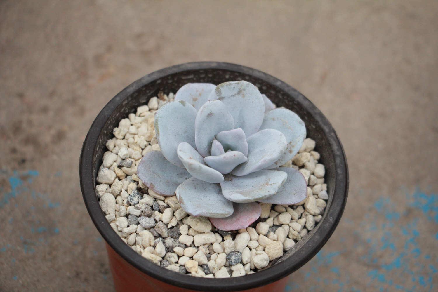 Snow Lotus Succulent