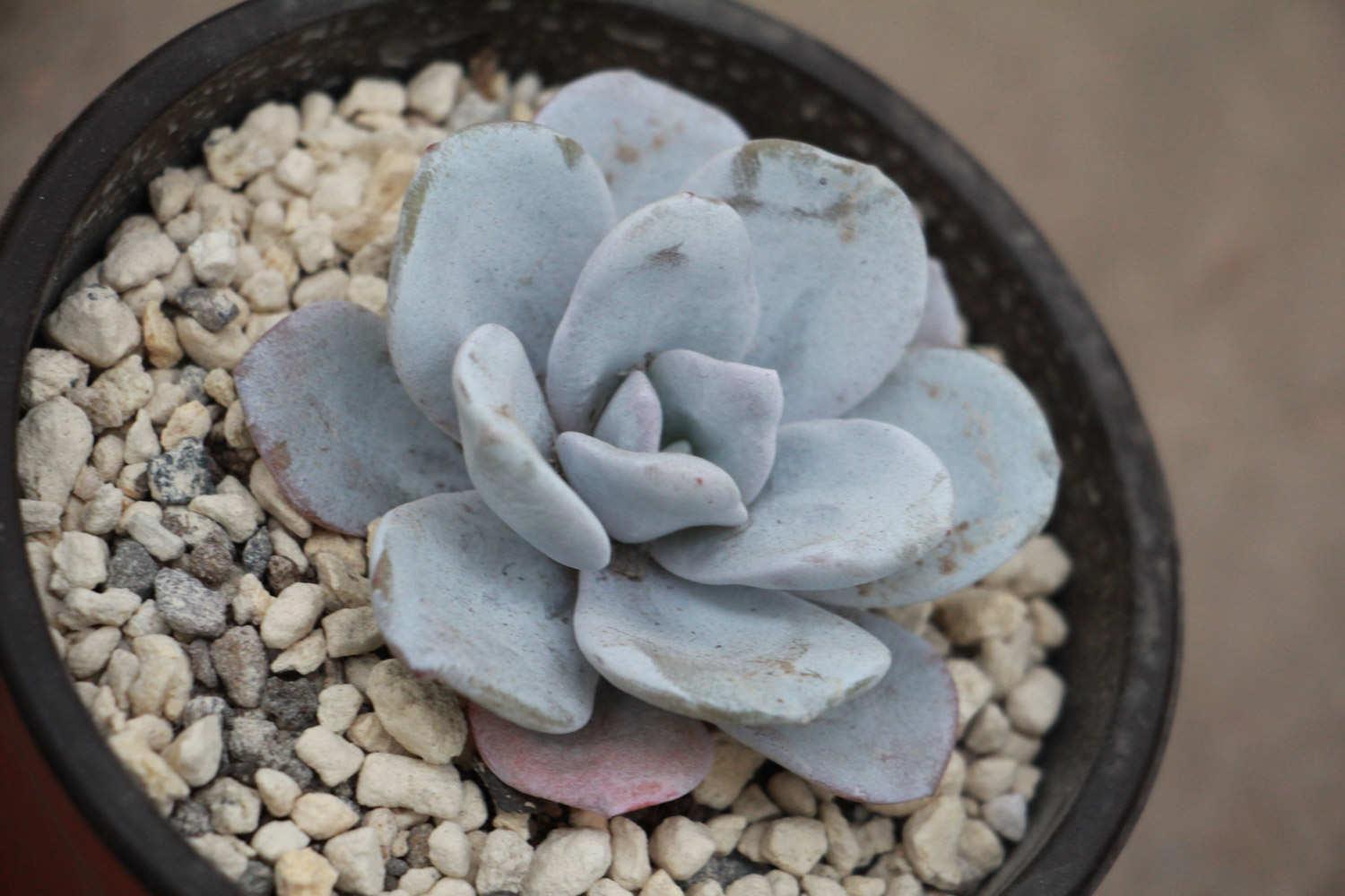 Snow Lotus Succulent