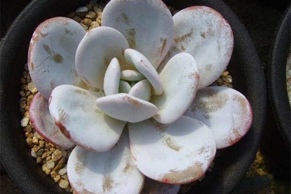 Frequently Asked Questions about Sowing Succulent Snow Lotus