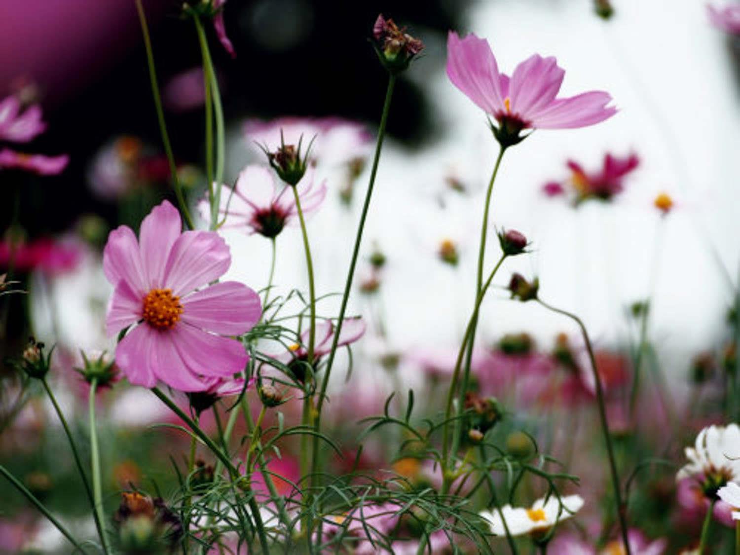 Gelsang Flower