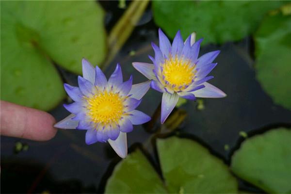 Our whole summer, we have been These flowers have taken care of us