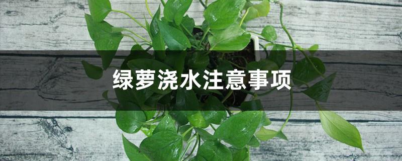 Precautions for Watering Pothos