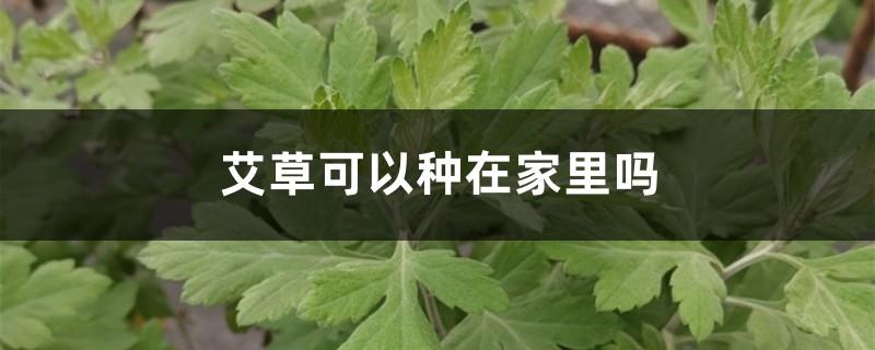 Can mugwort be grown at home