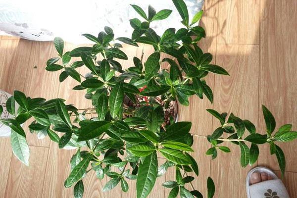 Jasmine gardenia not blooming? A few small steps to ensure your flowers bloom!