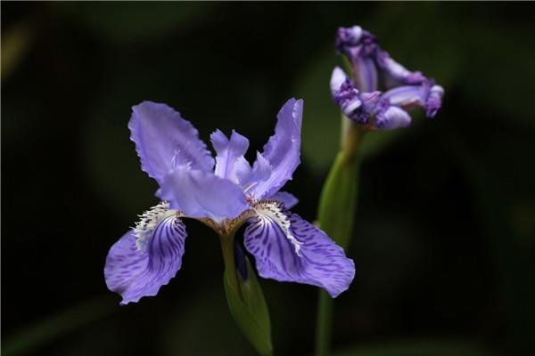 Blue butterfly breeding methods and precautions